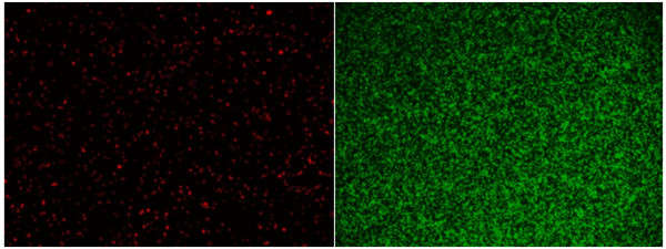 MycoLight Green JJ98和MycoLight Red JJ94用于活细菌的荧光成像.jpg