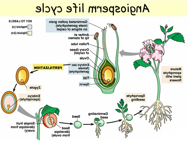 angiosperm-life-cycle.jpg